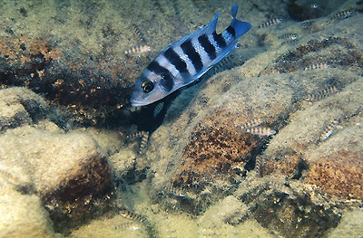 Neolamprologus sexfasciatus 'Chisanse'